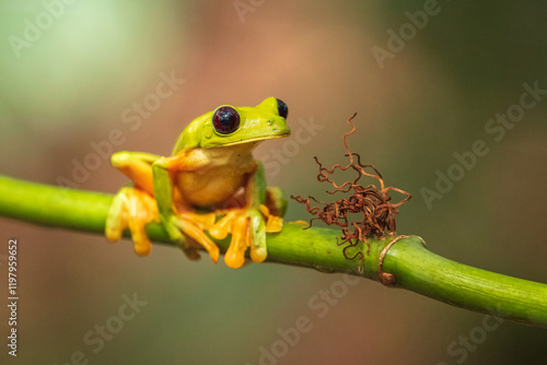 Gliding tree frog (Agalychnis spurrelli) is a species of frog in family Hylidae. It is found in Colombia, Costa Rica, Ecuador, and Panama. Close up portrait. photo