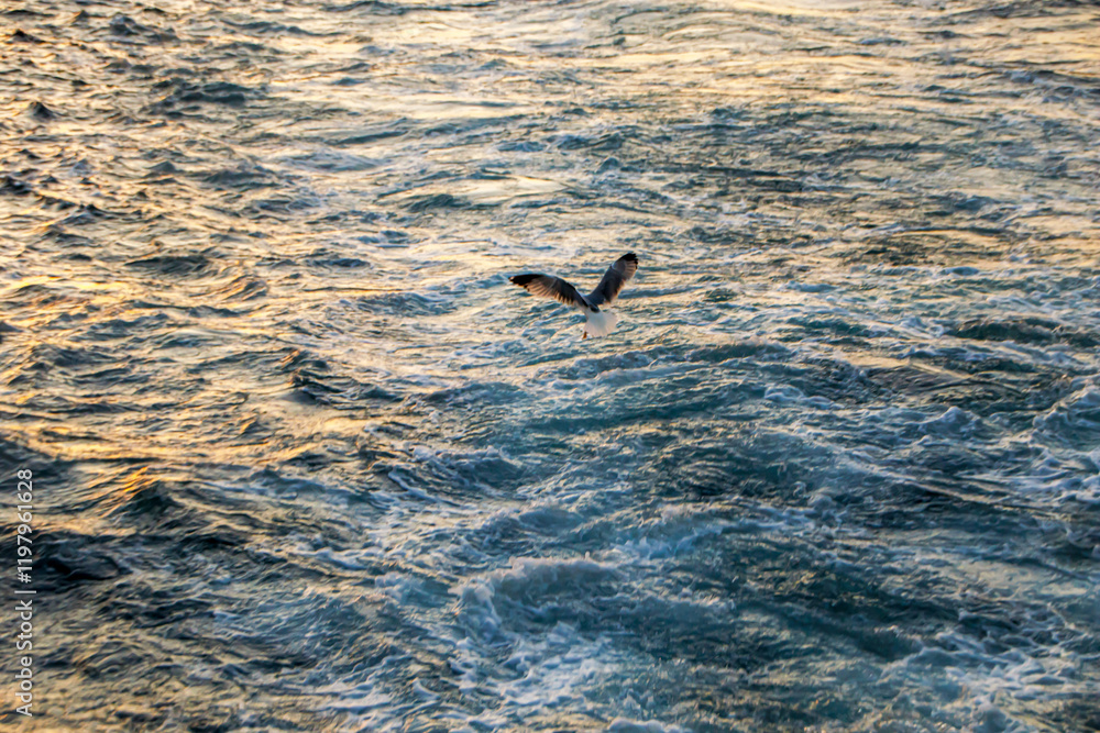 Naklejka premium seagull on the wavy sea