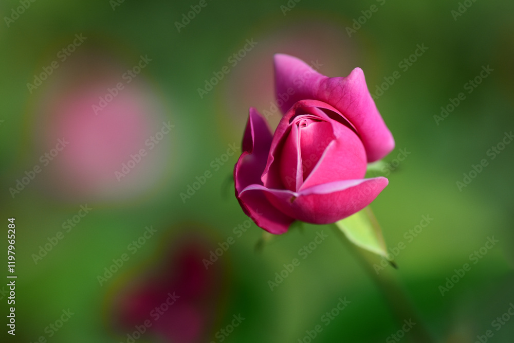 Closeup of a pink rose with detailed petals and buds, soft light and dreamy tones, perfect floral bloom for romantic, spring, nature, and garden vibes Closeup of a pink rose with detailed petals and buds, soft light and dreamy tones, perfect floral bloom for romantic, spring, nature, and garden vibes