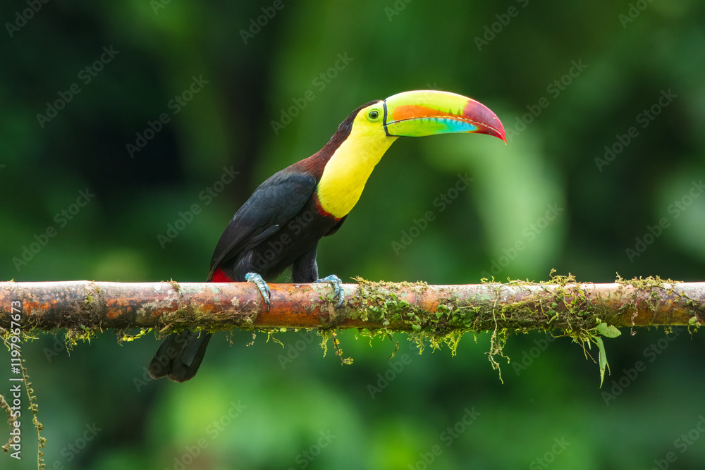 Fototapeta premium Keel-billed toucan (Ramphastos sulfuratus), also known as sulfur-breasted toucan or rainbow-billed toucan, is a colorful Latin American member of the toucan family.