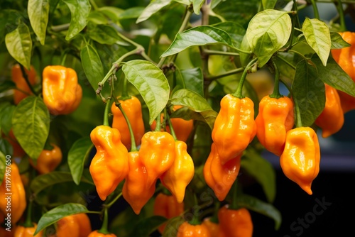 Fresh Habanero Peppers Ready for Picking. Organic Habanero Plant with Ripe, Hot and Green Chili Peppers photo