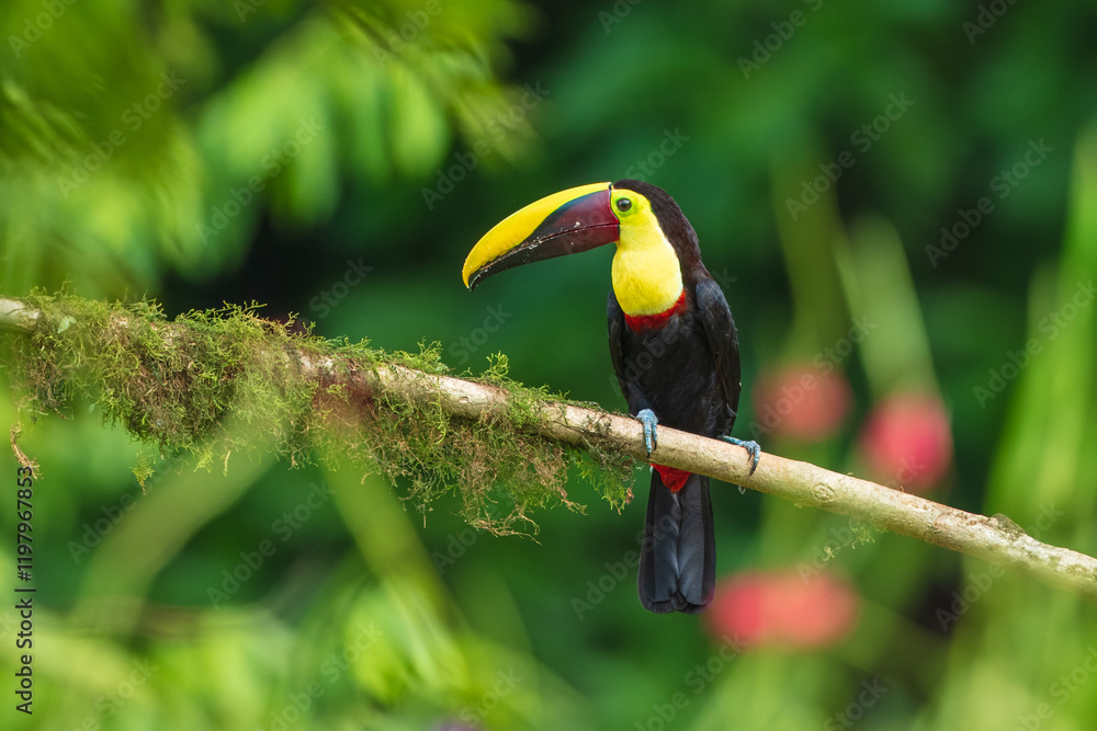 The yellow-throated toucan (Ramphastos ambiguus). Wildlife from Costa Rica, tropical bird. Toucan sitting on the branch in the forest, green vegetation. Nature travel holiday in central America. The yellow-throated toucan (Ramphastos ambiguus). Wildlife from Costa Rica, tropical bird. Toucan sitting on the branch in the forest, green vegetation. Nature travel holiday in central America.
