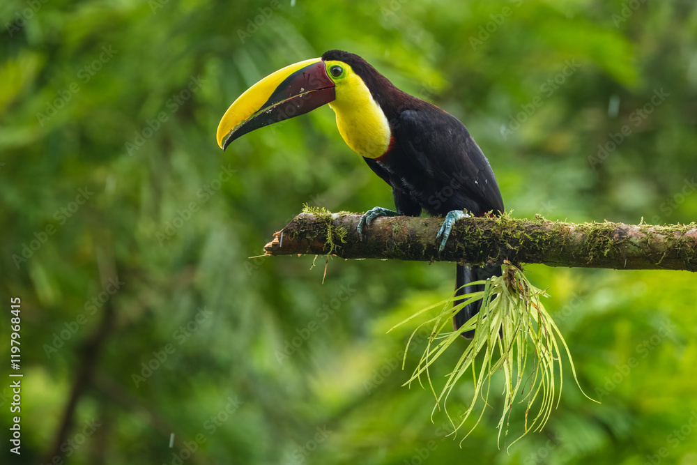 The yellow-throated toucan (Ramphastos ambiguus). Wildlife from Costa Rica, tropical bird. Toucan sitting on the branch in the forest, green vegetation. Nature travel holiday in central America. The yellow-throated toucan (Ramphastos ambiguus). Wildlife from Costa Rica, tropical bird. Toucan sitting on the branch in the forest, green vegetation. Nature travel holiday in central America.