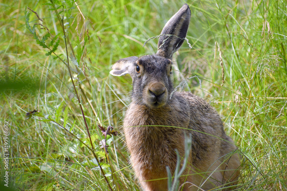 Fototapeta premium European hare sitting in grass in field on summer sunny day, close up
