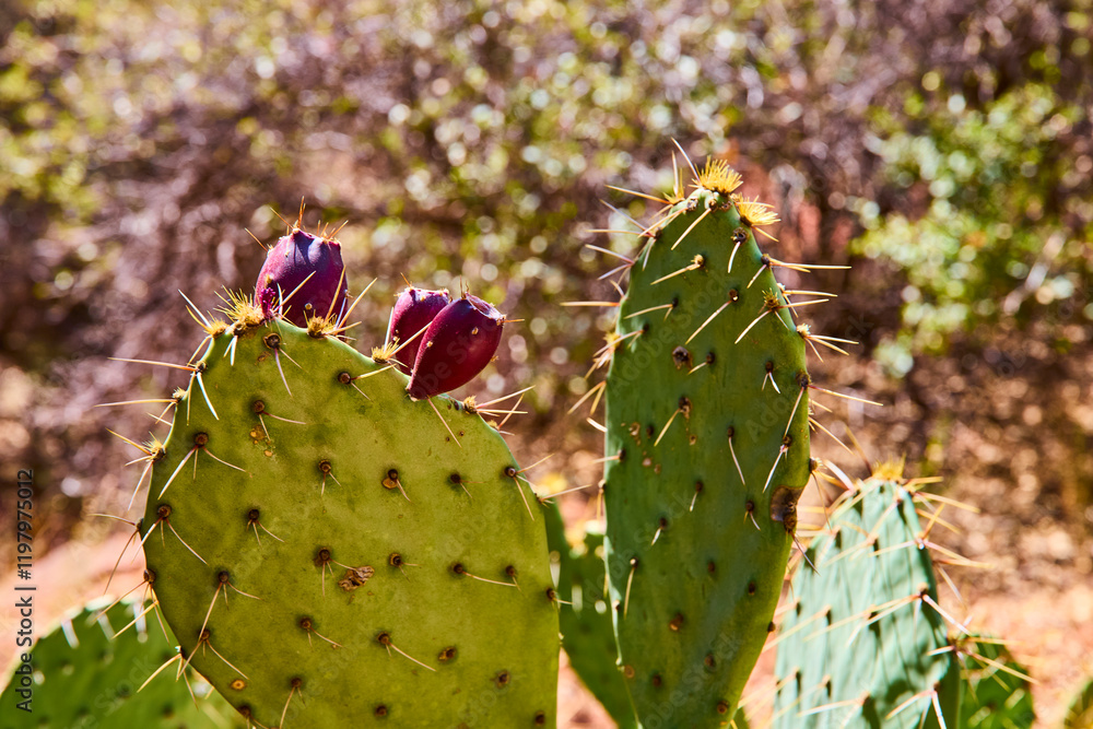 Prickly Pear Cactus with Purple Fruit in Zion National Park Close-Up Prickly Pear Cactus with Purple Fruit in Zion National Park Close-Up