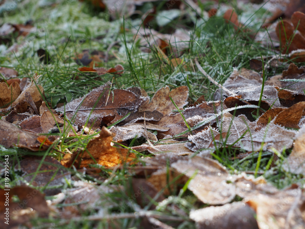 Close-up of different frosted leaves on the grass on a sunny day in January in Bonn, Germany Close-up of different frosted leaves on the grass on a sunny day in January in Bonn, Germany
