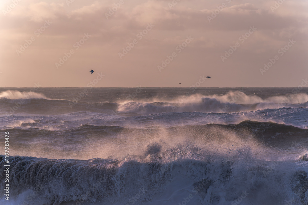 Obraz premium black beach in Iceland rough morning sunrise pretty orange golden hour sky birds flying in the sky