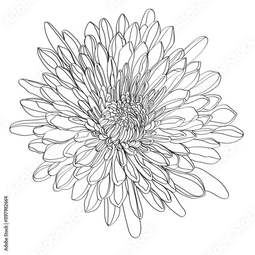 white chrysanthemum isolated on black