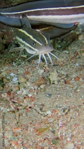 Under serene night sky of Red Sea, school of striped catfish thrives as they hunt along ocean floor, showcasing their unique movements in mesmerizing slow motion that captures their predatory grace. photo