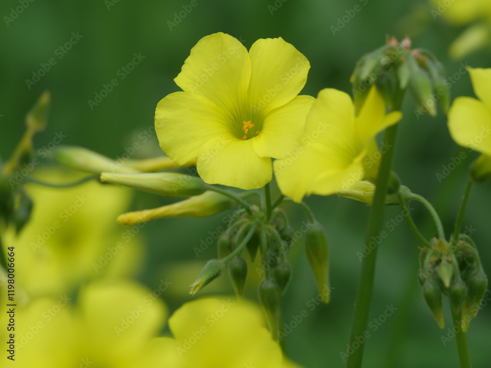 Gelbe Blüten am nickenden Sauerklee Oxalis pes-caprae im Februar bei Casares Spanien Gelbe Blüten am nickenden Sauerklee Oxalis pes-caprae im Februar bei Casares Spanien