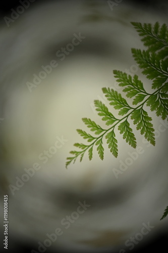 leaf on black background, fern, fern flower, Nephrolepis exaltata,blurred image, blurred background, sword fern,Boston fern Apocynum, Apocynaceae, Nephrolepidaceae,ornamental plant,background
 photo