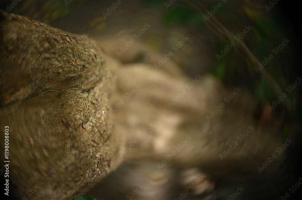 Obraz premium tree in the forest, tree trunk, Malpighia emarginata, blurred image, blurred background, tree bark, abstract background, background, acerola, azerola, pará cherry tree, close up tree