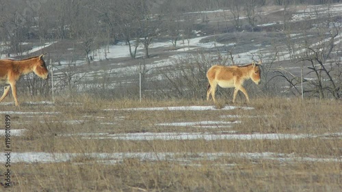 Several Onagers (Equus hemionus) pass through the frame against the backdrop of a snowy winter Steppe landscape.