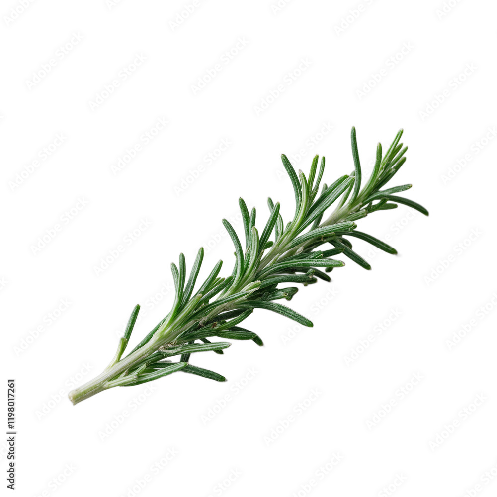 Fototapeta premium Fresh rosemary sprig on gray background detailed needles