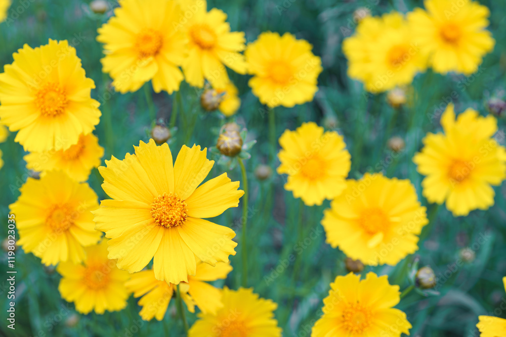 Coreopsis lanceolata, Lanceleaf Tickseed or Maiden eye on meadow, field blooming in summer. Nature, plant, floral background. Yellow flower lance leaved Coreopsis in bloom, close up, macro, top view Coreopsis lanceolata, Lanceleaf Tickseed or Maiden eye on meadow, field blooming in summer. Nature, plant, floral background. Yellow flower lance leaved Coreopsis in bloom, close up, macro, top view