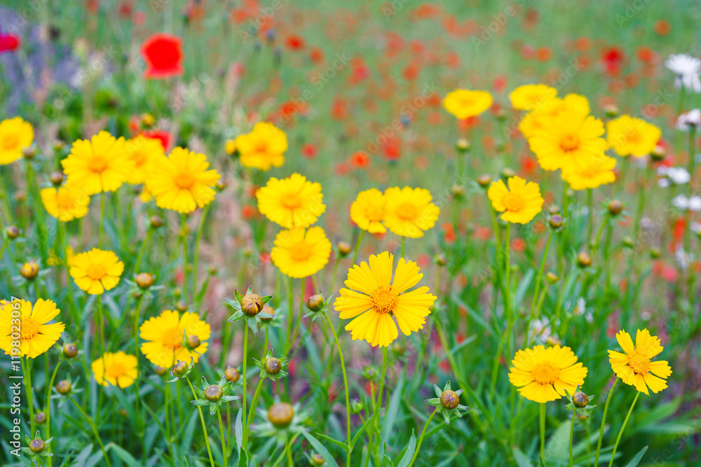 Coreopsis lanceolata, Lanceleaf Tickseed or Maiden eye on meadow, field blooming in summer. Nature, plant, floral background. Garden, lawn of yellow flowers lance leaved Coreopsis in bloom Coreopsis lanceolata, Lanceleaf Tickseed or Maiden eye on meadow, field blooming in summer. Nature, plant, floral background. Garden, lawn of yellow flowers lance leaved Coreopsis in bloom