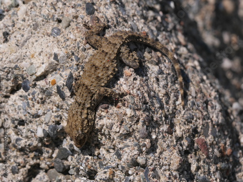 Ein gemeiner Mauergecko Tarentola mauritanica wärmt sich Anfang Februar im Sonnenschein auf einem Stein in Torreguadiaro Spanien auf photo