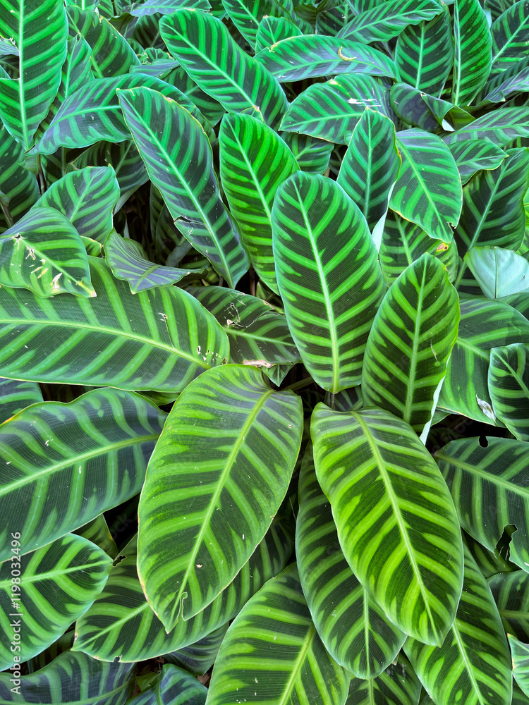 Green Striped Colombian Plant Overlapping Green Striped Colombian Plant Overlapping