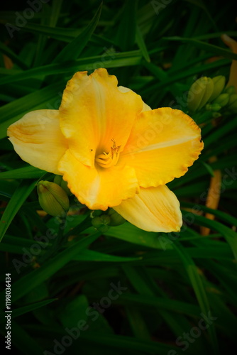 yellow flower