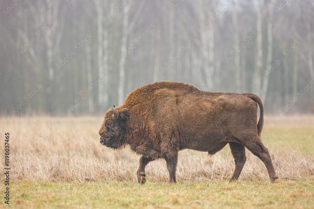 Żubr europejski / European bison / Bison bonasus Żubr europejski / European bison / Bison bonasus