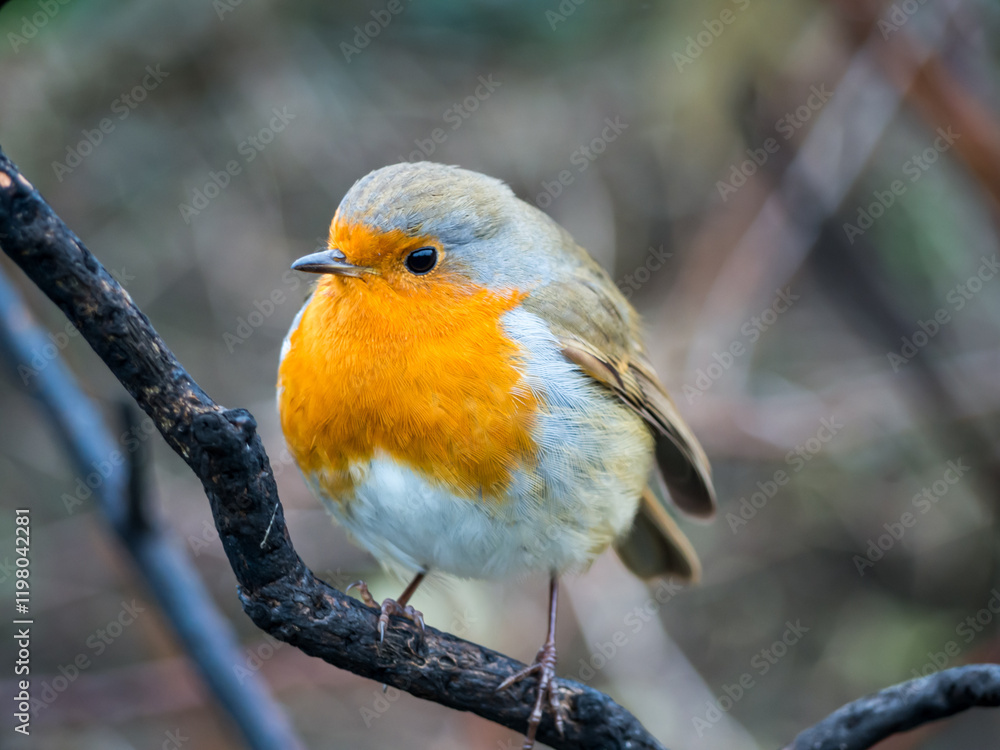 Fototapeta premium Robin on branch
