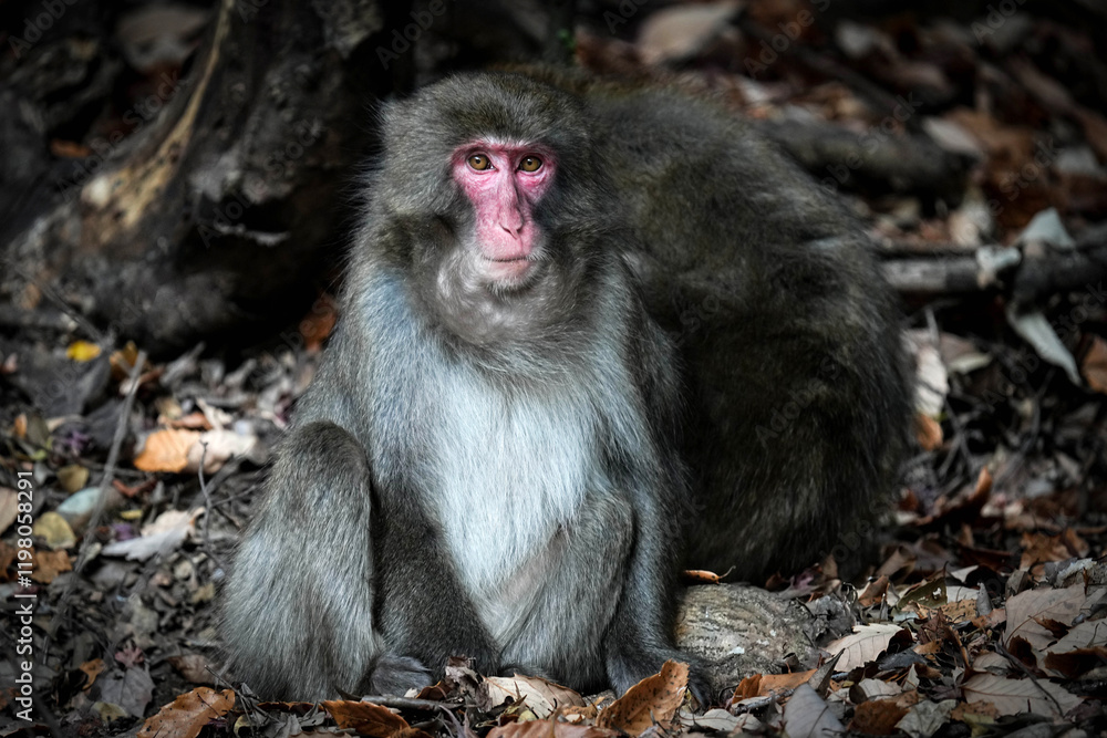 Obraz premium Macaque Monkey - Japan