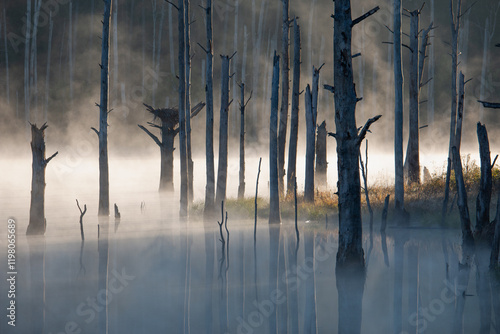 A misty morning in a North Carolina swamp reveals a tranquil scene with trees reflected in still waters. The soft fog adds a serene and mysterious touch to the natural beauty of the landscape. photo