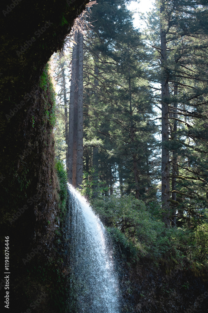 Obraz premium waterfall in the woods