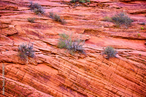 Rugged Red Rock Formations and Desert Shrubs Eye-Level Perspective photo