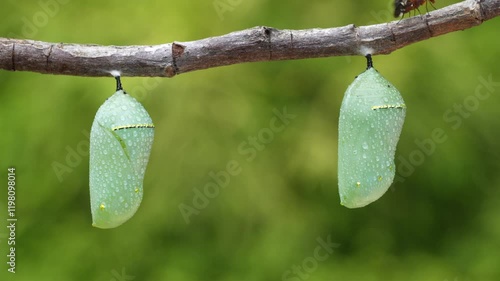 2 Monarch Butterfly Chrysalises after a gentle rain. photo