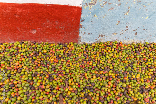 Red and green resh picked coffee cherries.