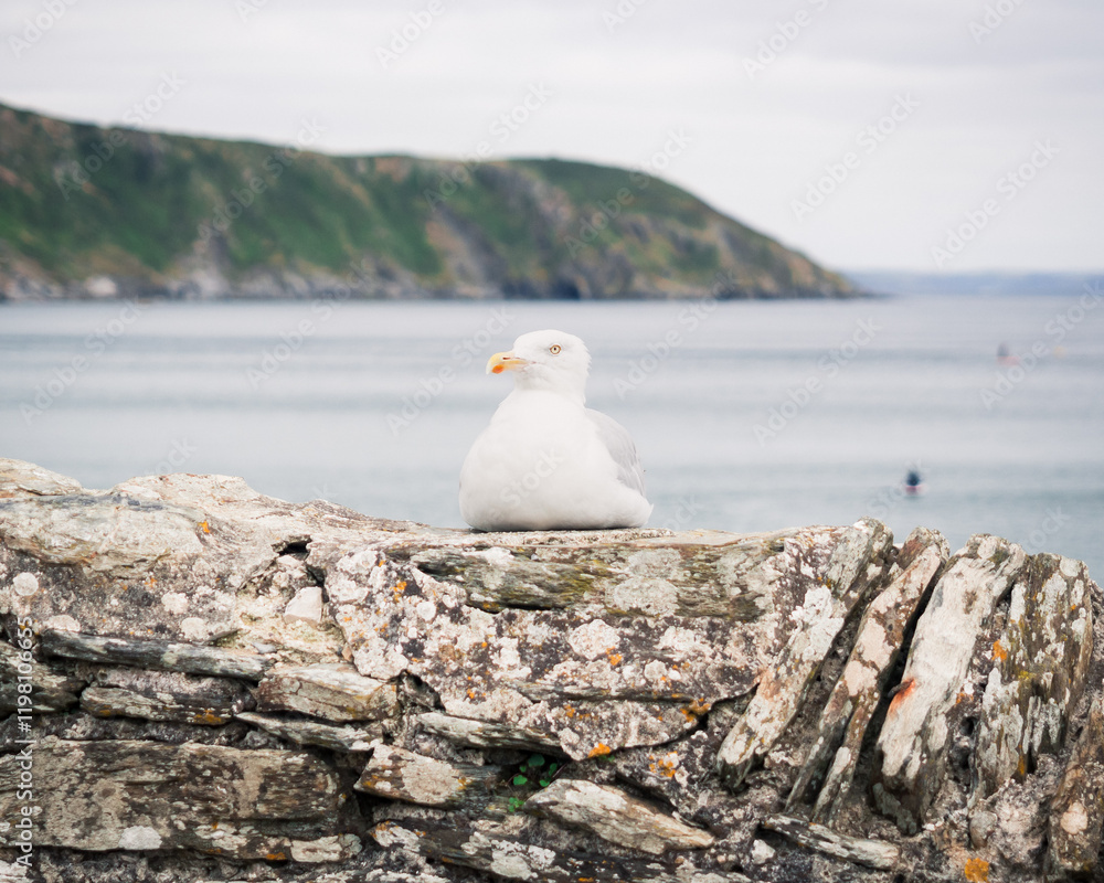 Fototapeta premium Seagull on stone wall with sea in background