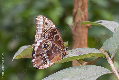 Photography Butterfly on plants in Guatemala.