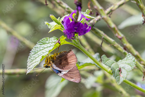 Butterfly on wild flowers in Guatemala.