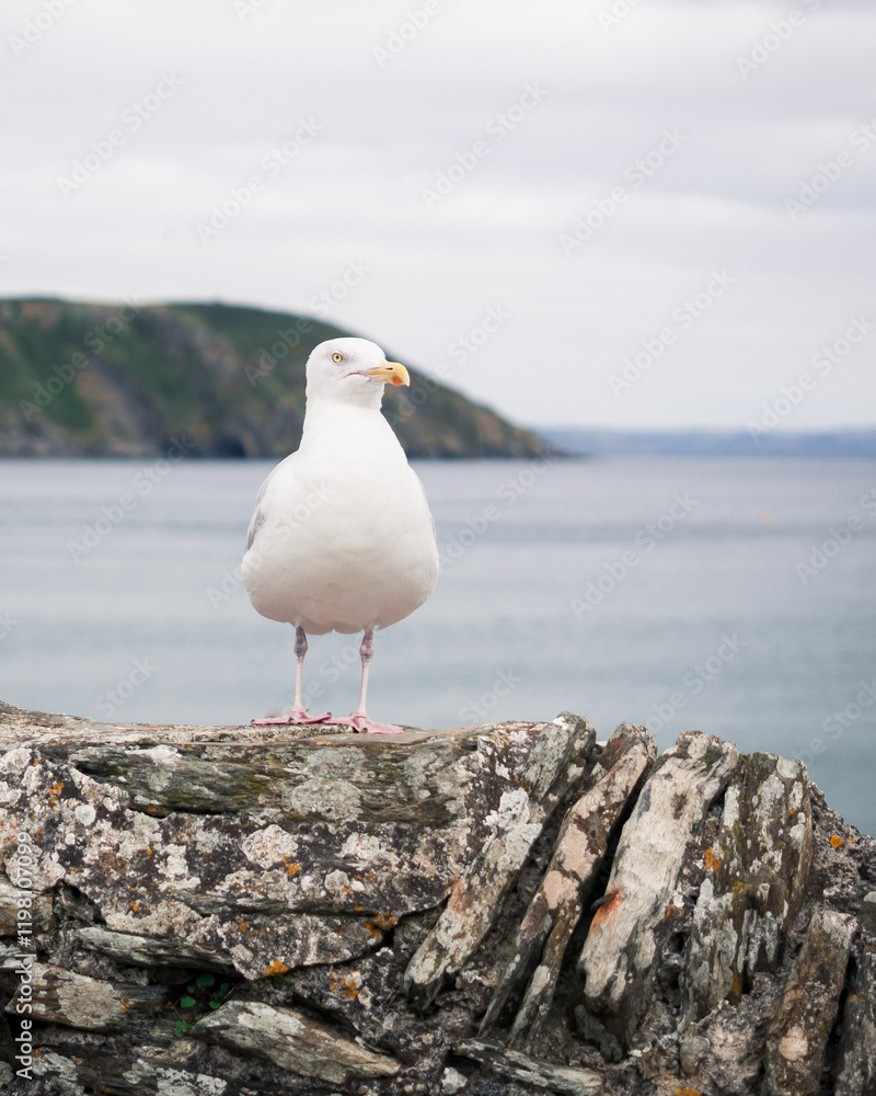 Seagull on stone wall with sea in background Seagull on stone wall with sea in background