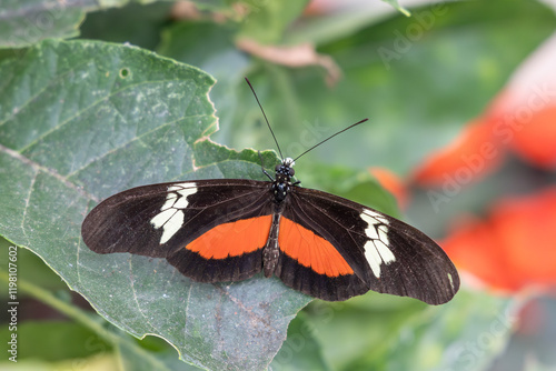 Butterfly on plants in Guatemala.