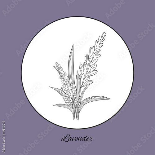 Stickers label Aroma herbal lavender purple flower natural relaxation in aromatherapy, tea, medicine, candle, decor 