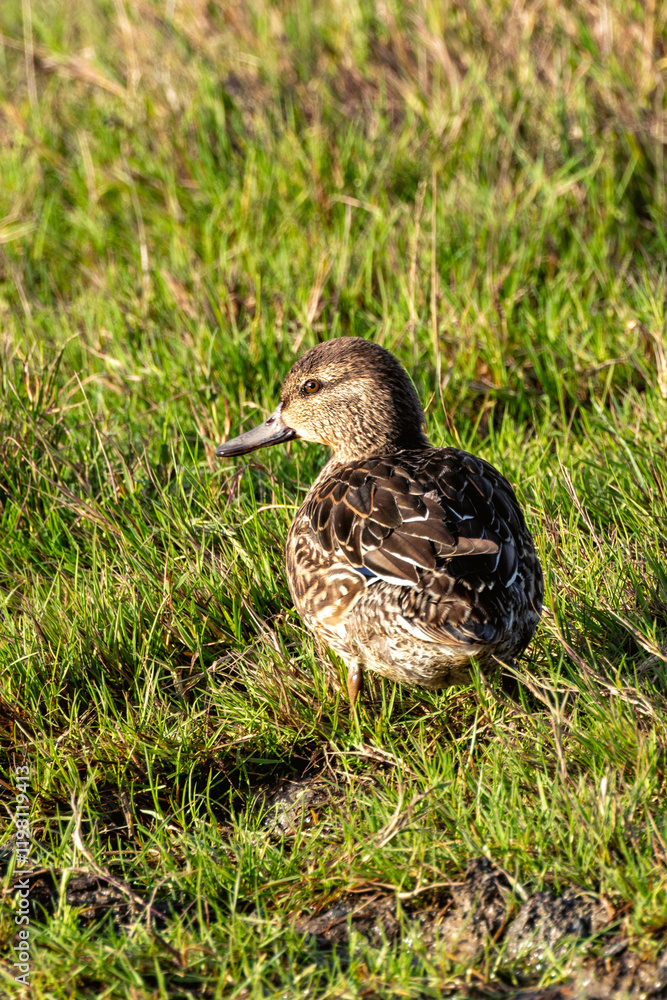 Female Northern Pintail Duck (Anas acuta) in Turvey Nature Reserve, Dublin Female Northern Pintail Duck (Anas acuta) in Turvey Nature Reserve, Dublin