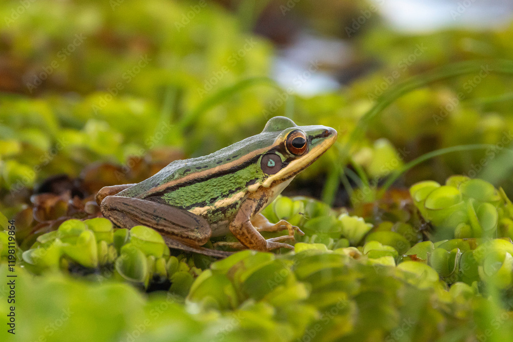Green Frog in Lush Foliage: A vibrant green frog with a prominent stripe sits on a bed of lush, green foliage, a testament to nature's vibrant colors and intricate details. Green Frog in Lush Foliage: A vibrant green frog with a prominent stripe sits on a bed of lush, green foliage, a testament to nature's vibrant colors and intricate details.