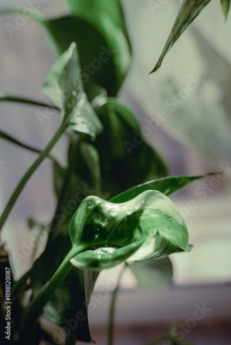 Wallpaper Mural Closeup Beauty of Vibrant Indoor Plant Leaves Torontodigital.ca