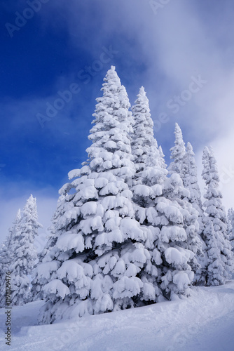 Snow covered pine trees at Steamboat Ski area in Colorado with moody skies