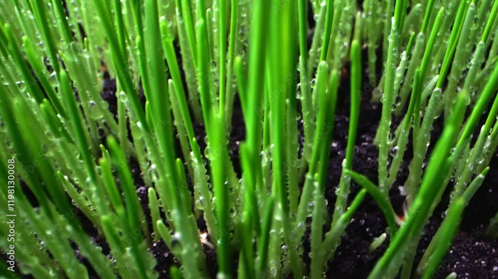 Young wheat sprouts in vibrant green are covered in condensation droplets. Macro shot emphasizes sustainable cultivation and natural hydration. Young wheat sprouts in vibrant green are covered in condensation droplets. Macro shot emphasizes sustainable cultivation and natural hydration.