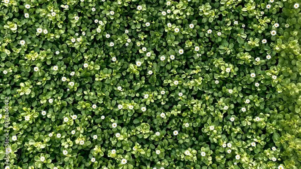 Lush green ground cover with small white flowers creating a vibrant natural carpet Lush green ground cover with small white flowers creating a vibrant natural carpet