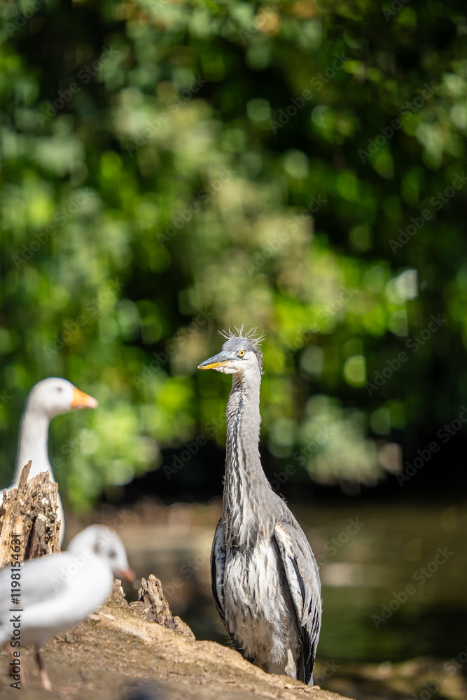 Obraz premium A Grey Heron Ardea cinerea Stands Alert by the Lake in Heaton Park, Manchester Salford UK 