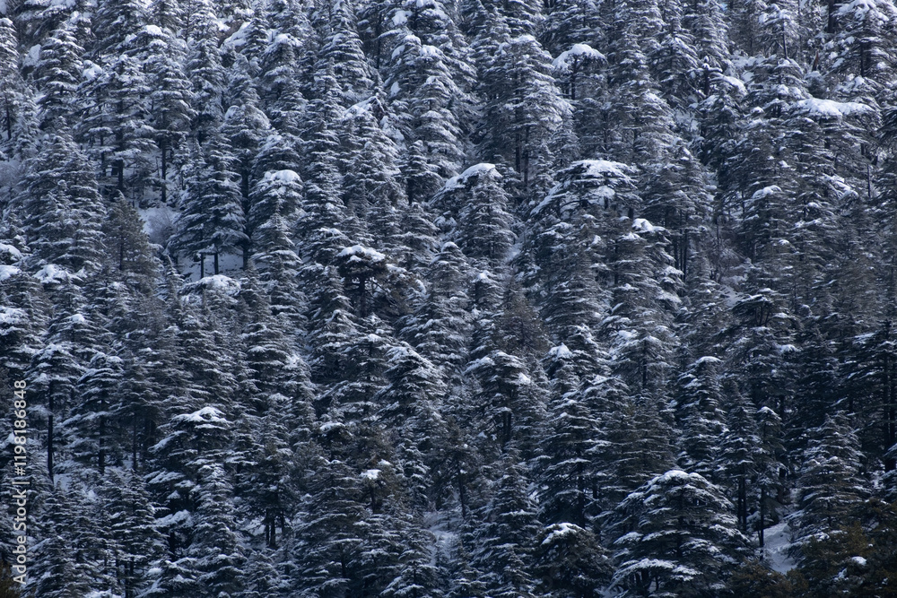 Snowy forest against the backdrop of sunny winter mountains. Snowy forest against the backdrop of sunny winter mountains.