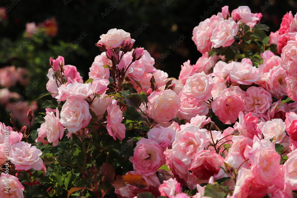 Rose garden
Rose garden