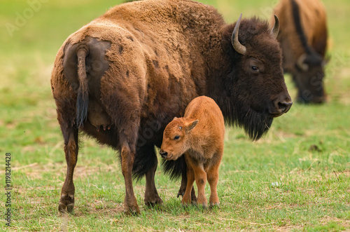 A Mother Bison looks toward  her baby calf as it walks toward her backside to nurse at her udder.