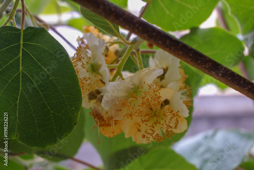 Kiwi flowers blooming on tree branches