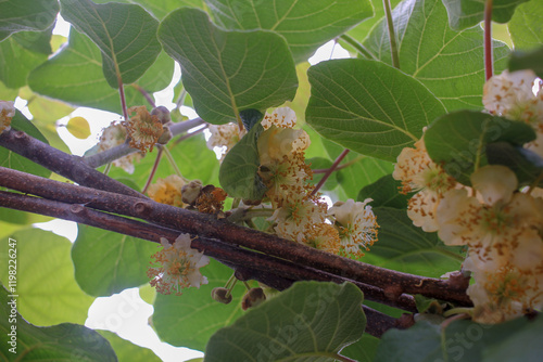 Delicate kiwi blooms on green leaves