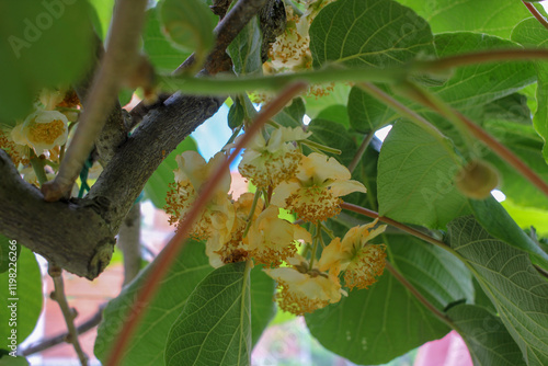 White kiwi flowers under sunlight glow